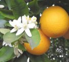 Citrus Aurantium