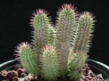 Hoodia Gordonii