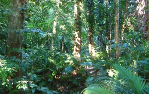 rainforest_01