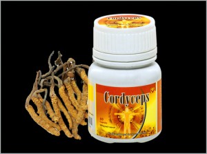 cordyceps-2 - Copy