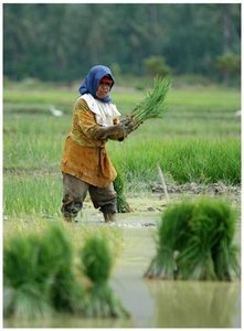 Gambar contoh..
