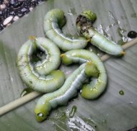 ni ulat kupu2 tak salah sy..