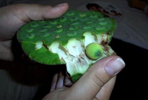 org kopek biji teratai