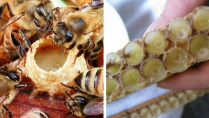 Inilah rupa Royal Jelly sebenar..