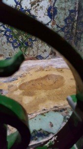 Semasa menerima wahyu.. Beliau mengadu pd Allah merasa berat menerima ayat quran sehingga mencairkan batu yg dipijak.
