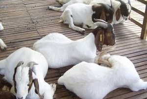 kambing