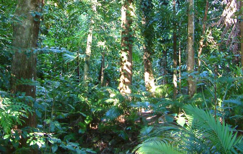 Тропические леса ярусы